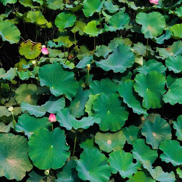 Hoja Loto Verde Estanque — Foto de Stock