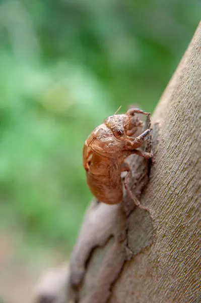 Caracol Árbol — Foto de Stock