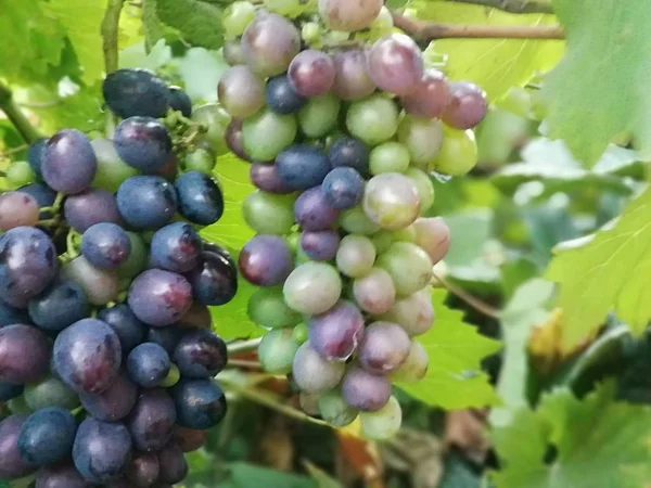 Racimo Uvas Frutas Bayas — Foto de Stock