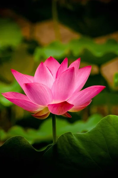 Flor Loto Rosa Estanque —  Fotos de Stock