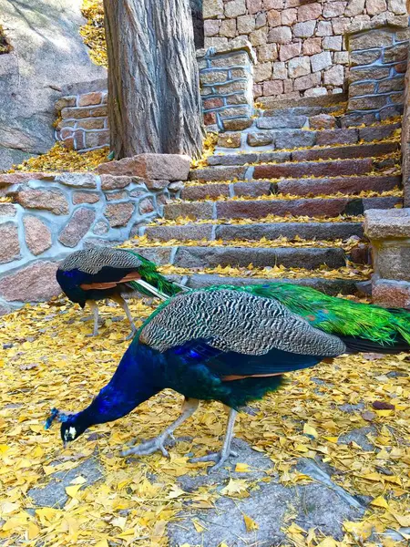 beautiful peacock bird, feather bird