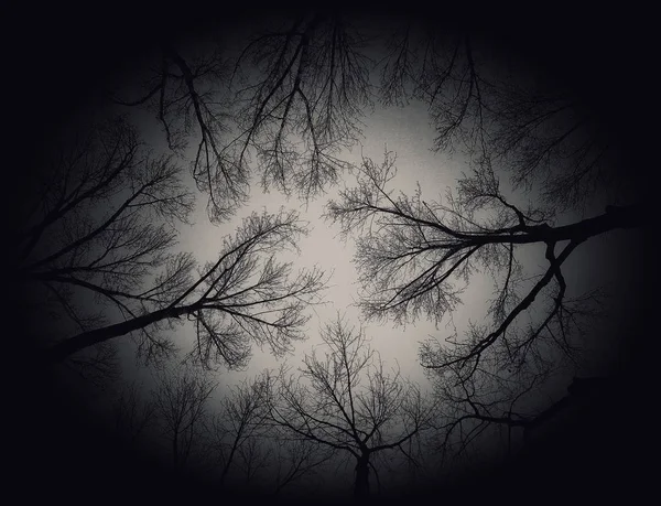spooky tree branches in the forest