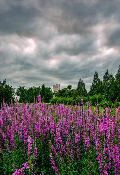 Schöne Landschaft Mit Blühenden Blumen Hintergrund — Stockfoto