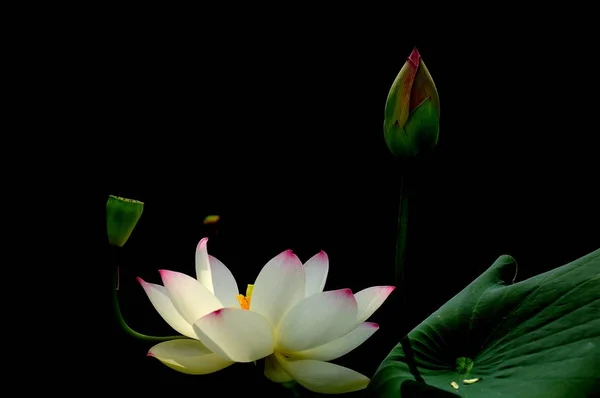 beautiful lotus flower on black background