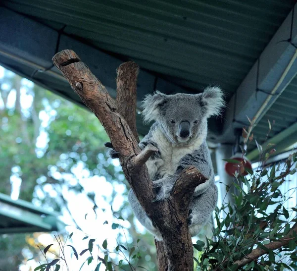 Egy Koala Állatkertben — Stock Fotó