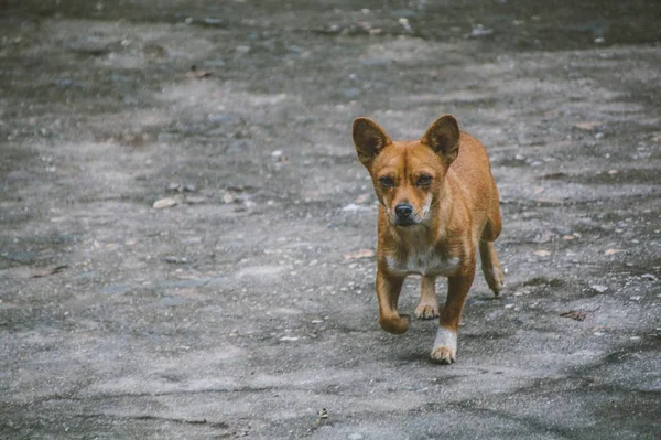 Perro Suelo — Foto de Stock