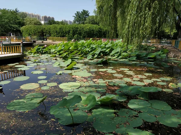 Hermoso Estanque Parque — Foto de Stock