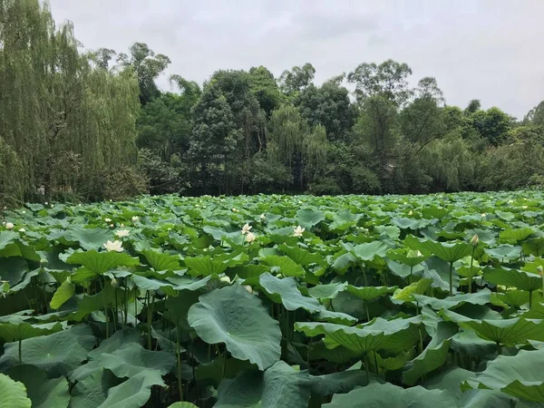 Campo Col Verde Jardín — Foto de Stock