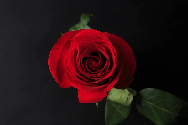 Pretty Dark Red Rose On Black Background Stock Photo By C Everythingposs Pretty Dark Red Rose On Black Background Stock Photo By C Everythingposs