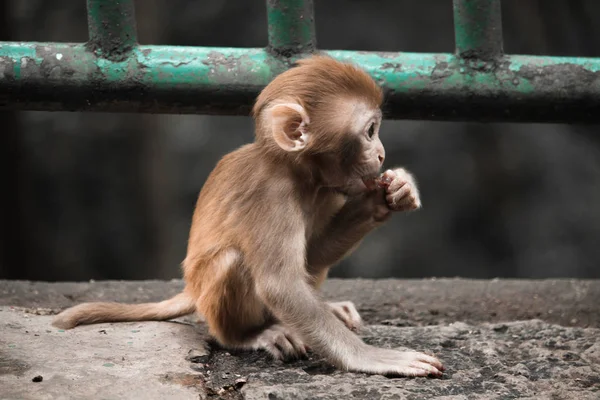 Mono Zoológico — Foto de Stock