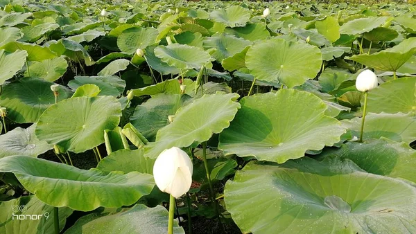 Hermoso Plano Botánico Fondo Pantalla Natural — Foto de Stock