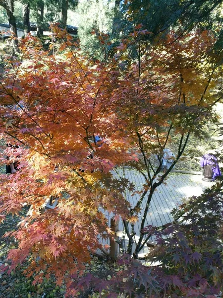 autumn landscape with trees and leaves