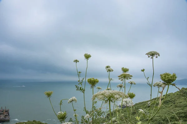 Prachtig Landschap Met Witte Bloemen Blauwe Lucht — Stockfoto