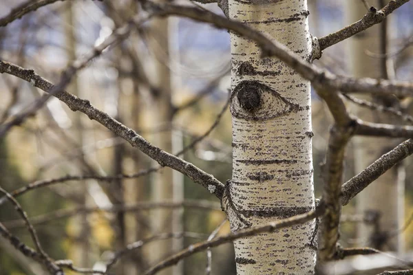 birch tree branches in the forest