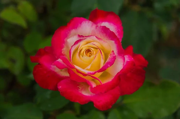 Schöne Blütenblume Flora Und Natur — Stockfoto