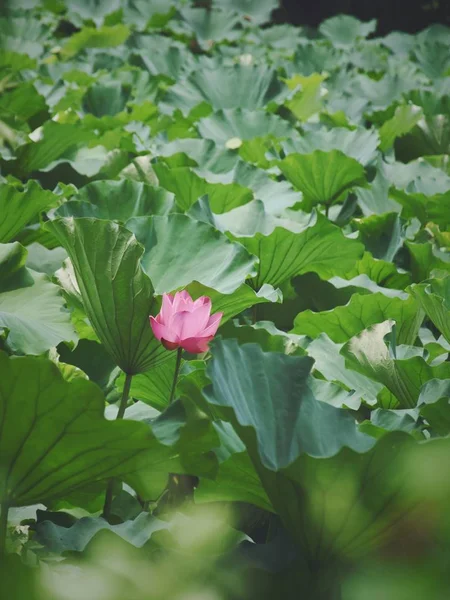 Flor Loto Jardín — Foto de Stock