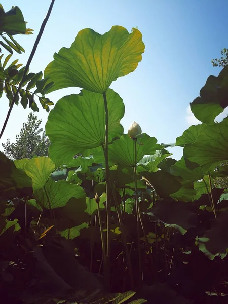 Hojas Verdes Jardín — Foto de Stock