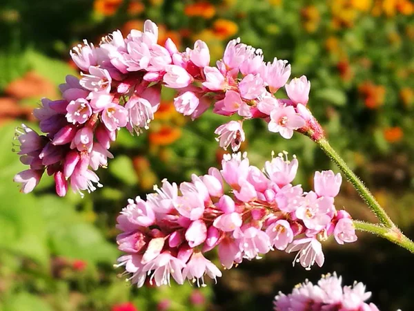 Flor Rosa Jardín — Foto de Stock