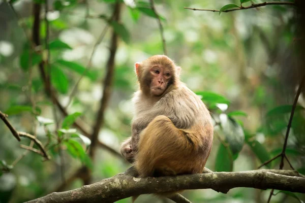 Mono Selva — Foto de Stock