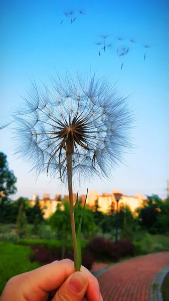 Diente León Viento — Foto de Stock