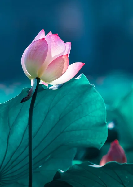 Flor Lótus Rosa Jardim — Fotografia de Stock