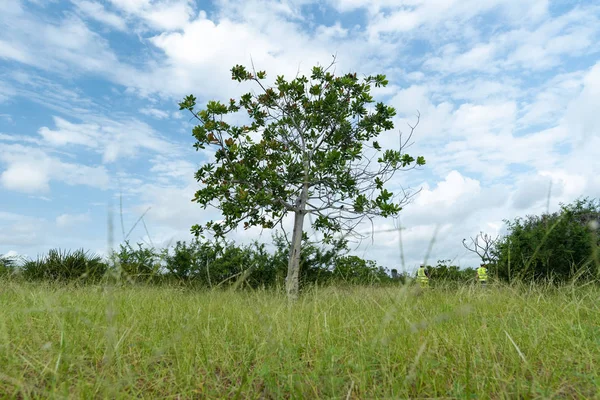 Campo Verde Con Cielo Azul — Foto de Stock