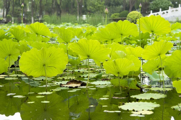 Flor Loto Estanque — Foto de Stock