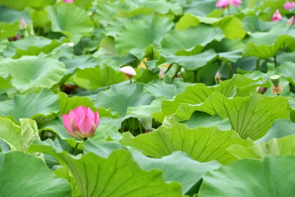 Flor Loto Estanque — Foto de Stock