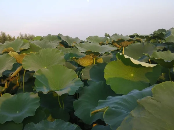 Hermoso Paisaje Con Una Gran Flor — Foto de Stock