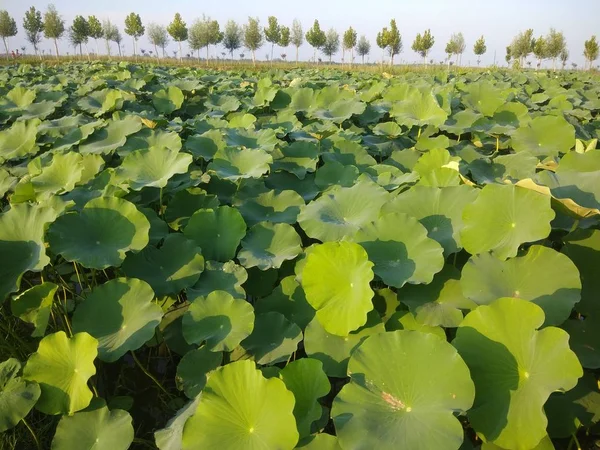 Nenúfar Flora Acuática Loto — Foto de Stock