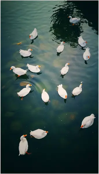 Cisnes Blancos Lago —  Fotos de Stock