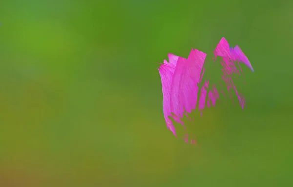 beautiful pink flower background