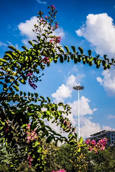 Hermosas Flores Primavera Naturaleza — Foto de Stock