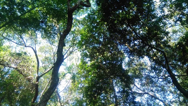 Bosque Verde Selva Flora Naturaleza Medio Ambiente — Foto de Stock