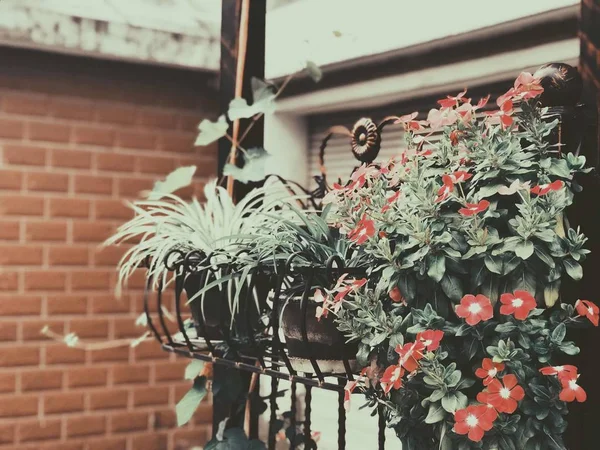 Hermosas Flores Jardín — Foto de Stock