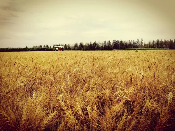 Beautiful Landscape Field Wheat — Stock Photo, Image