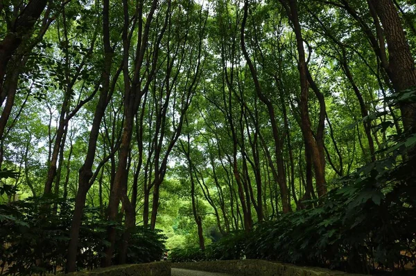 Árboles Verdes Bosque — Foto de Stock