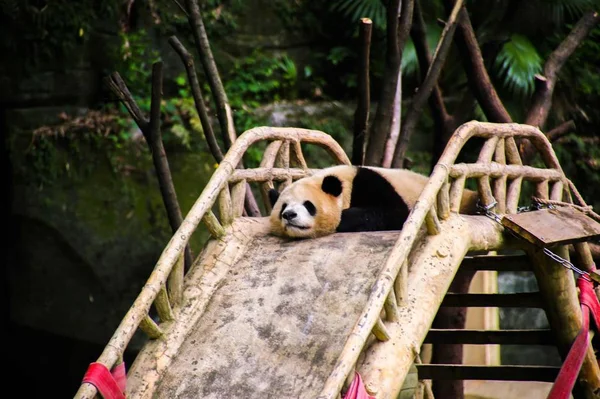 pandas wildlife, panda bear animal in zoo