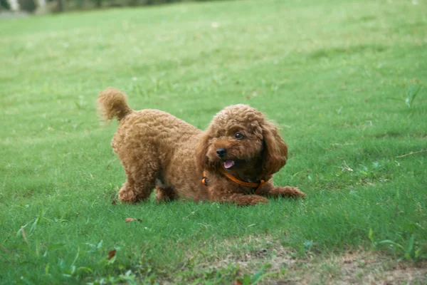 Lindo Perro Parque — Foto de Stock