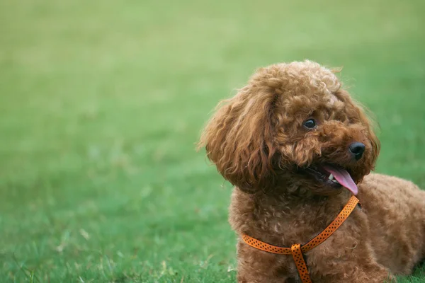 公園の可愛い犬 — ストック写真