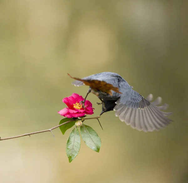 Kolibřík Usazený Větvi — Stock fotografie