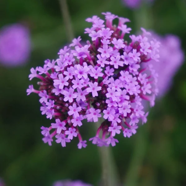 Flores Lila Jardín — Foto de Stock