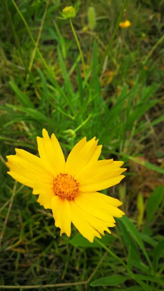 Diente León Amarillo Jardín — Foto de Stock