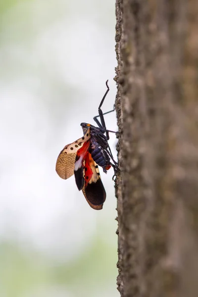 Papillon Sur Une Feuille — Photo