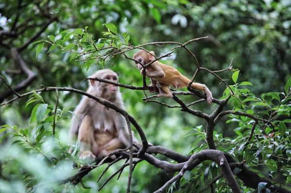 Grupo Monos Zoológico — Foto de Stock