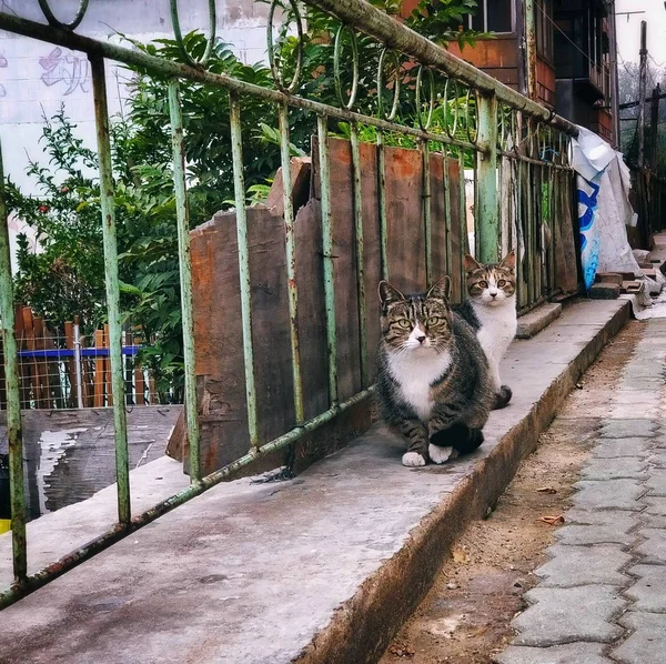 Gato Calle — Foto de Stock