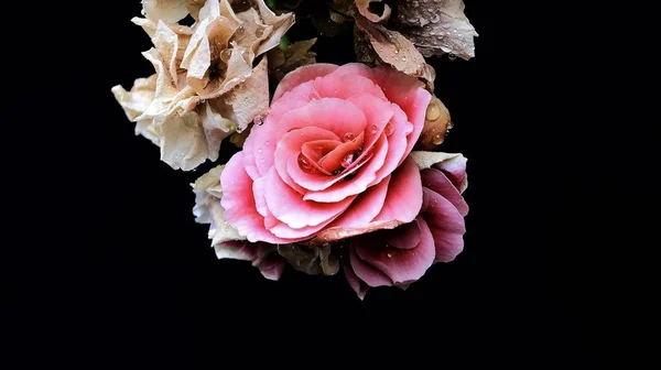 Rosa Rosa Sfondo Nero — Foto Stock
