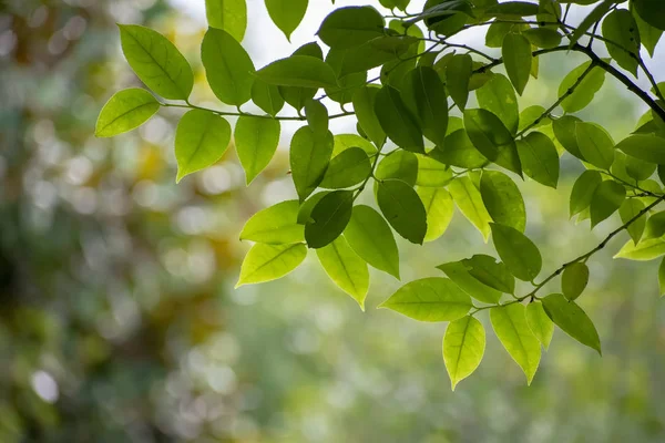 Vista Hojas Verdes — Foto de Stock