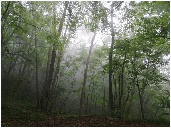 trees in forest, flora and nature