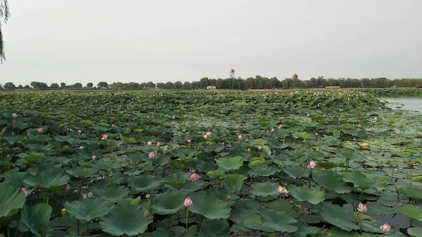 Hermosas Flores Nenúfar Pétalos Estanque Loto — Foto de Stock